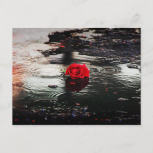 Een rode roos in de regen briefkaart
