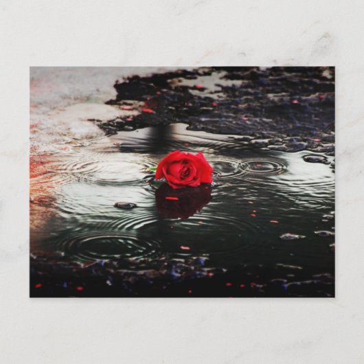 Een rode roos in de regen briefkaart (Voorkant)