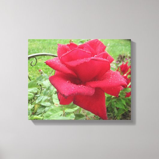 Een rode roos in de regen wandkleed canvas afdruk (Voorkant)