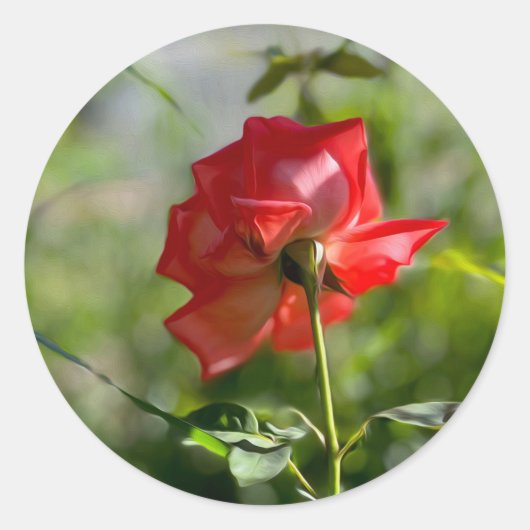 Een rode roos ronde sticker (Voorkant)