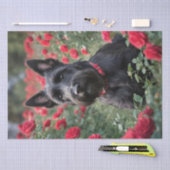 Een rode roos voor de zwarte Schotse terriër Tissuepapier (Craft)