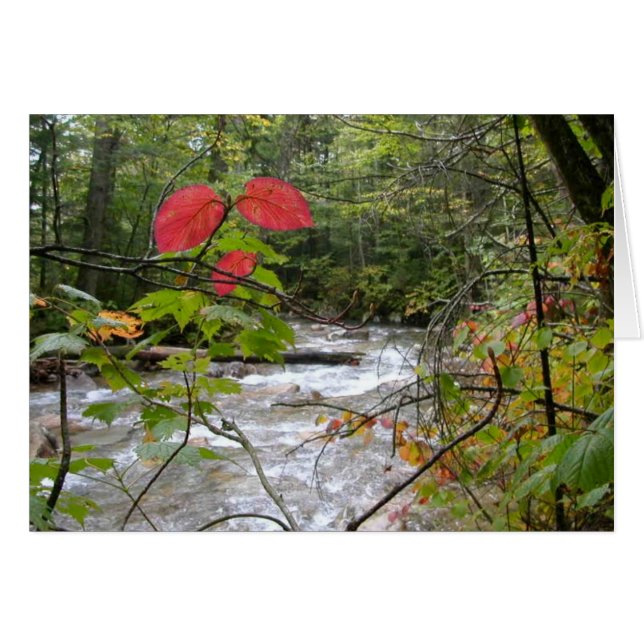 "Een rode splash" (Voorkant Horizontaal)