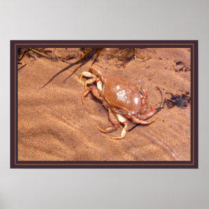 Een roestkeel poster