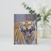 Een rokertijger, Taiwan, Taipei, Taipei Zoo Briefkaart (Staand voorkant)