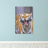 Een rokertijger, Taiwan, Taipei, Taipei Zoo Canvas Afdruk (Insitu (Houten vloer))