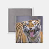 Een rokertijger, Taiwan, Taipei, Taipei Zoo Magneet (Voorkant / Achterkant)