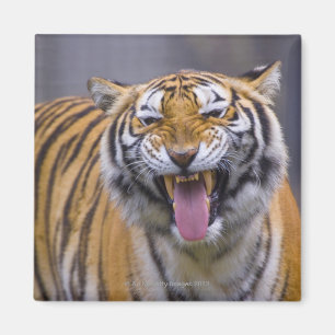 Een rokertijger, Taiwan, Taipei, Taipei Zoo Magneet