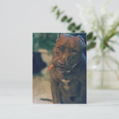 Een roodsnoepstip die een sigaar kauwt briefkaart (Staand voorkant)