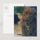 Een roodsnoepstip die een sigaar kauwt briefkaart (Voorkant / Achterkant)