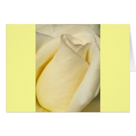 Eén Roos_ (Voorkant Horizontaal)