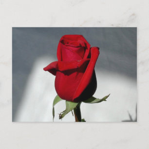 Eén Roos Briefkaart