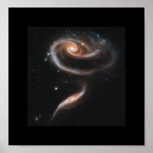 Een Roos gemaakt van sterrenstelsels - Hubble ruim Poster
