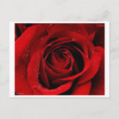 Een Roos in het Briefkaart Bloom (Voorkant)