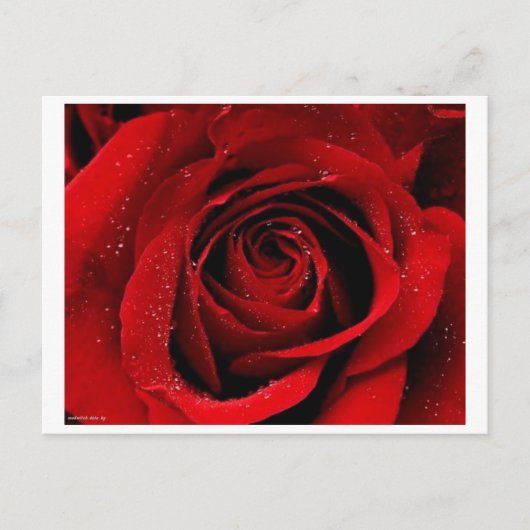 Een Roos in het Briefkaart Bloom (Voorkant)