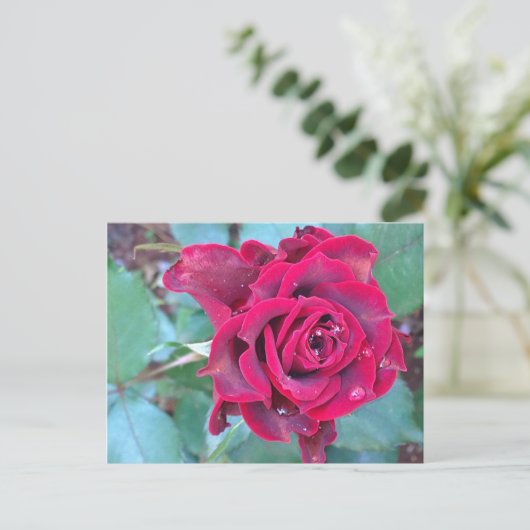 Een Roos in het Briefkaart Kenia (Staand voorkant)