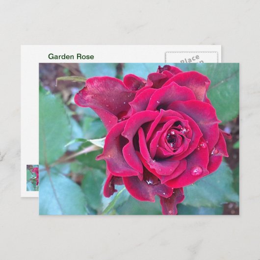 Een Roos in het Briefkaart Kenia (Voorkant / Achterkant)