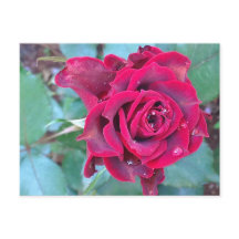 Een Roos in het Briefkaart Kenia