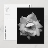 Eén Roos in zwart-wit Briefkaart (Voorkant / Achterkant)