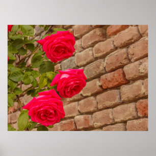 een roos klimt op een poster van de bakstenen muur