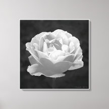 Een roos met een andere naam..., kunst