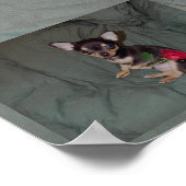 Een Roos met een rode roos Poster (Hoek)