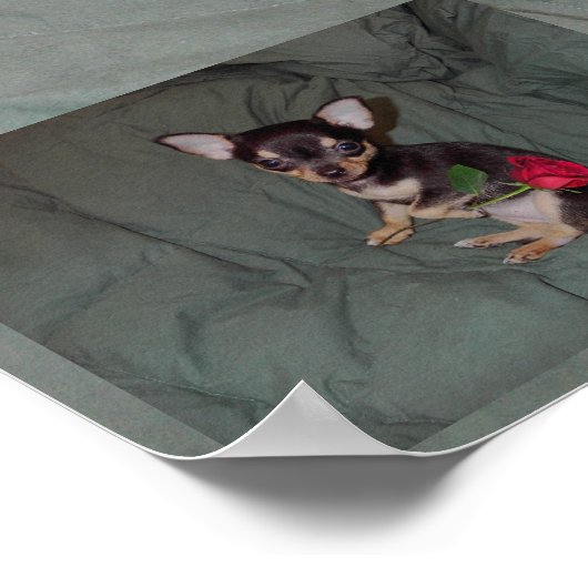 Een Roos met een rode roos Poster (Hoek)