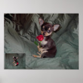 Een Roos met een rode roos Poster (Voorkant)