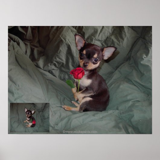 Een Roos met een rode roos Poster (Voorkant)