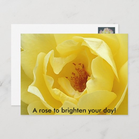 Een roos om je dag op te helderen! briefkaart (Voorkant / Achterkant)