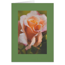 Een roos onder de regen