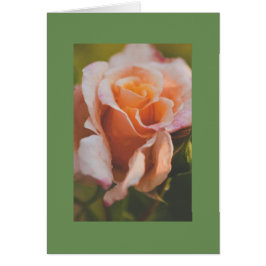 Een roos onder de regen