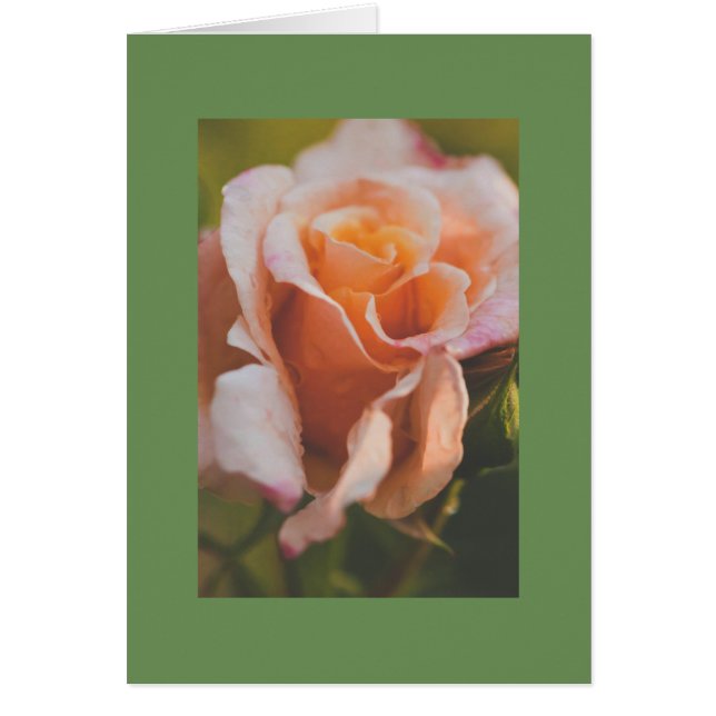 Een roos onder de regen (Voorkant)