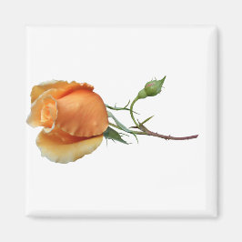 Eén roos snijden magneet