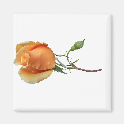 Eén roos snijden magneet (Voorkant)