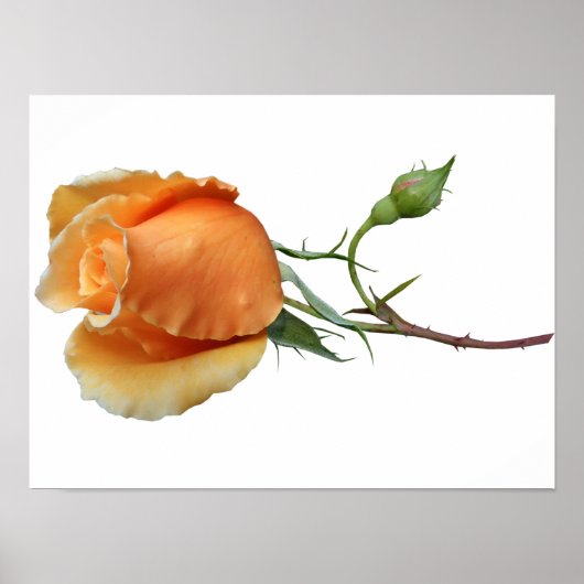 Eén roos snijden poster (Voorkant)