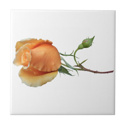 Eén roos snijden tegeltje (Voorkant)