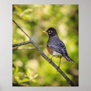 Een Round Robin op een Branch Poster
