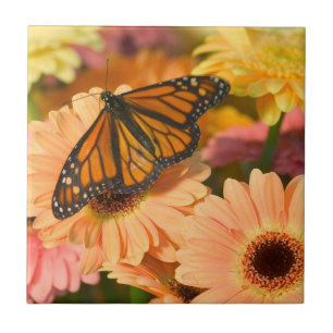 Een rouwbare cloak-vlinder tegeltje