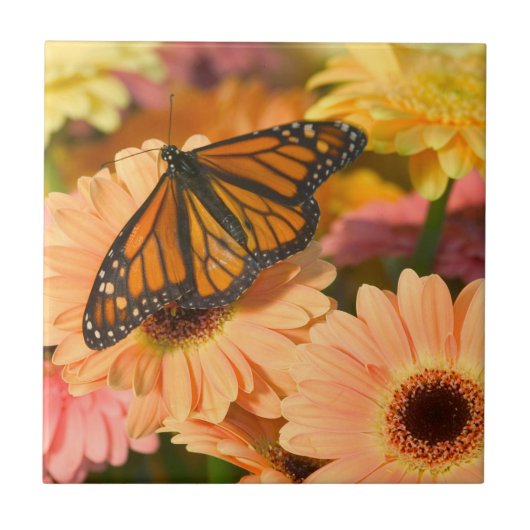 Een rouwbare cloak-vlinder tegeltje (Voorkant)