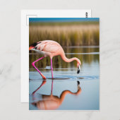 Een roze flamingo die zijn reflectie in het water  briefkaart (Voorkant / Achterkant)