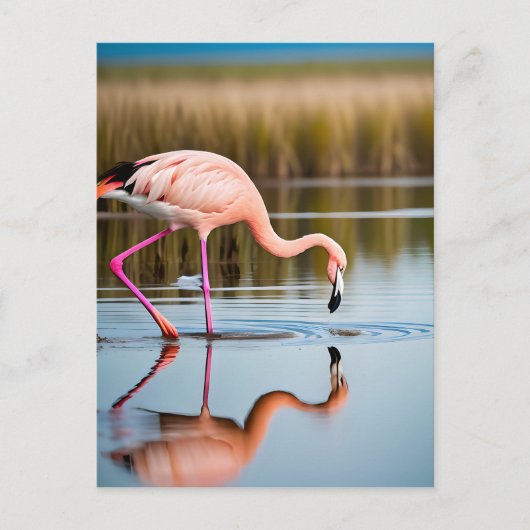 Een roze flamingo die zijn reflectie in het water  briefkaart (Voorkant)