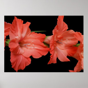 een roze gladiola poster