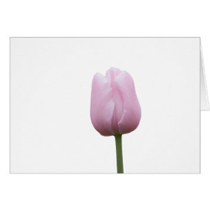 Eén roze tulpen met gedicht