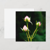 Een rozenknopbloem (Voorkant / Achterkant)