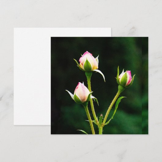 Een rozenknopbloem (Voorkant / Achterkant)