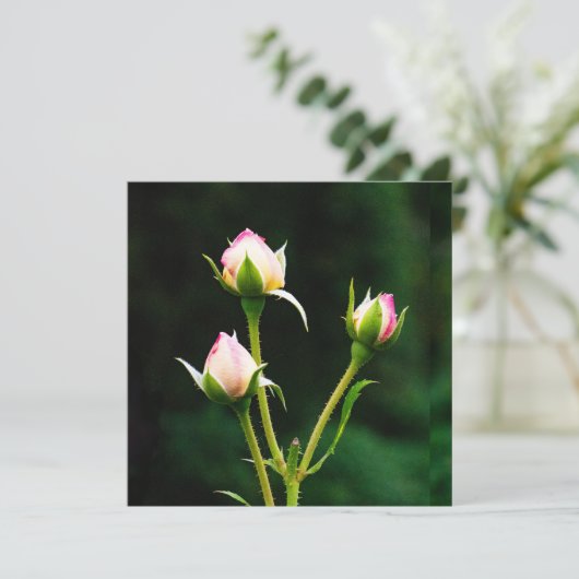 Een rozenknopbloem (Staand voorkant)