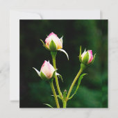 Een rozenknopbloem (Voorkant)