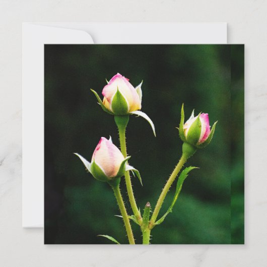 Een rozenknopbloem (Voorkant)