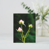 Een rozenknopbloem briefkaart (Staand voorkant)