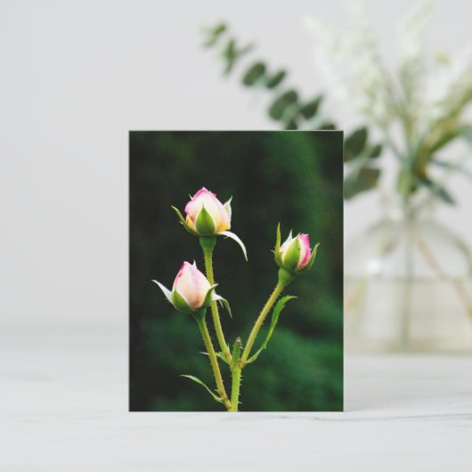 Een rozenknopbloem briefkaart (Staand voorkant)